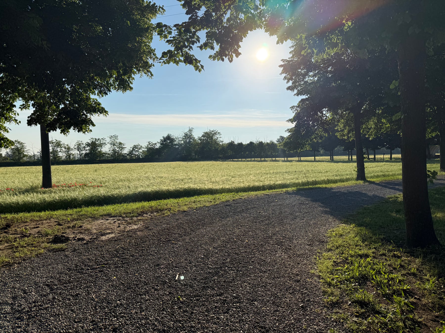 A gravel country road beside a field in warm low sun in Casal Cermelli