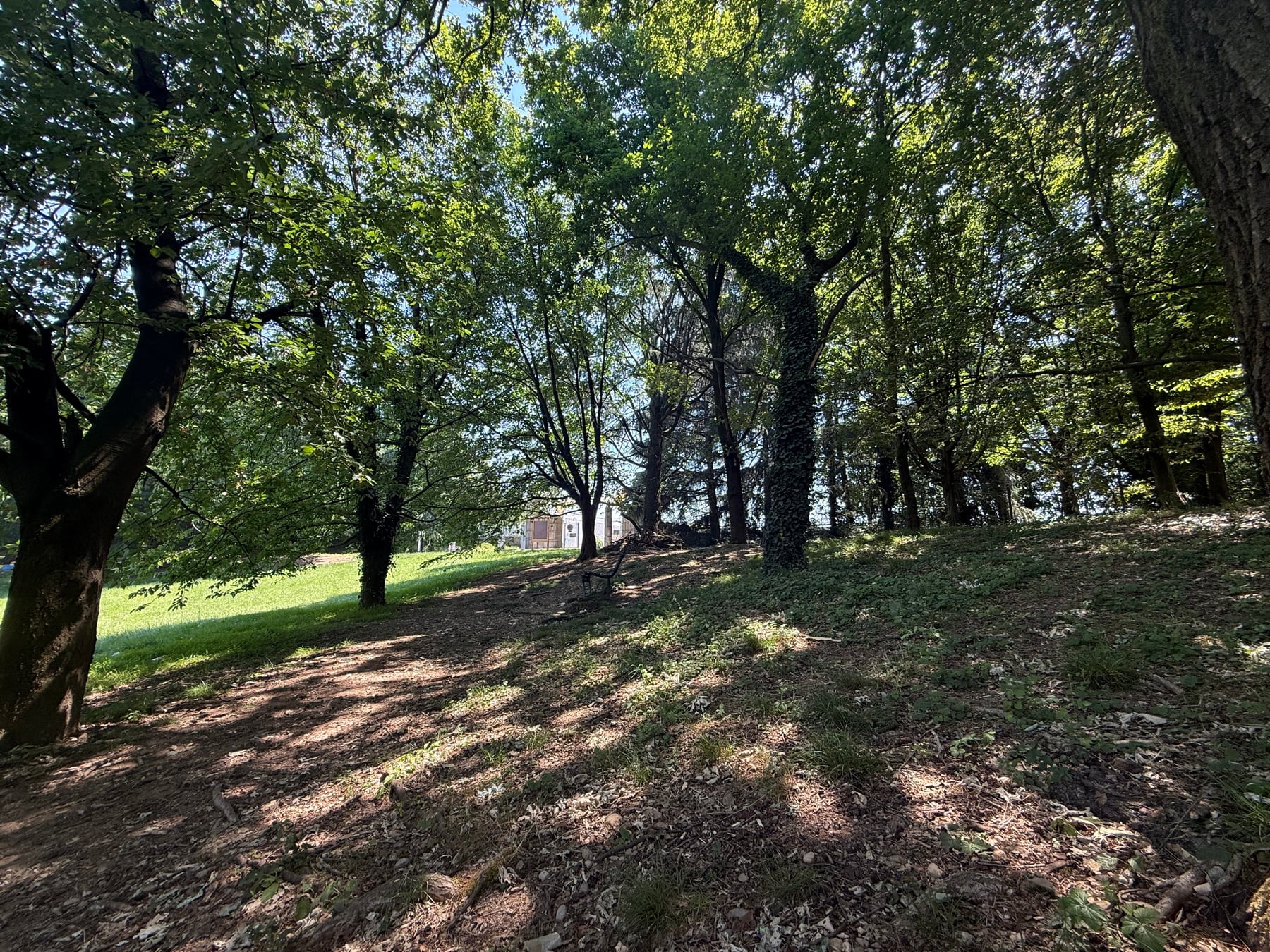 A shady park in Milan with tall trees and sun filtering through the leaves