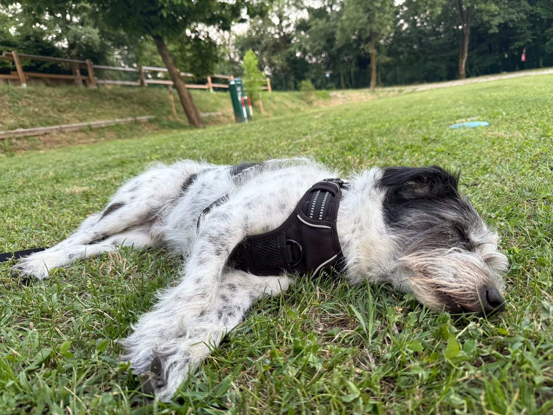 A black and white dog resting in the grass while camping in the middle of woods on the way home